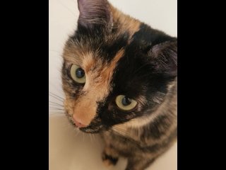 funny, tortie, shower, kitty