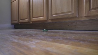 Tiny Truck in the Kitchen (slow motion)