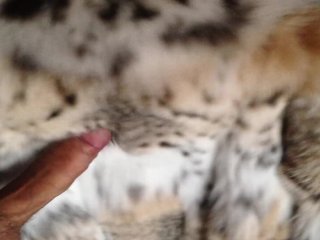 Cock on lynx fur