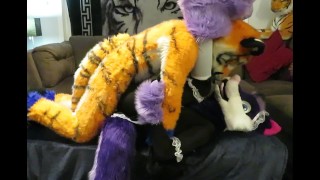 Wolf Is Defeated By Tiger