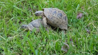 Turtle stud fucks unexpected turtle hoe.