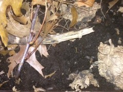 Tiny Creatures Hunt for Mates and Food