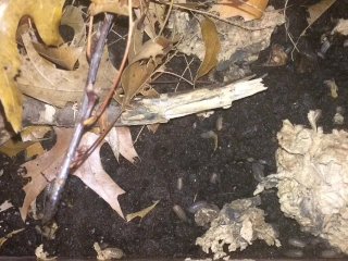 Tiny Creatures Hunt for Mates and Food