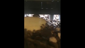 Дневное кормление изопод