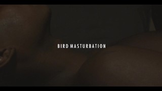 Vogel masturbatie 
