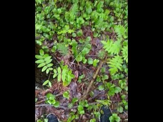 pissing and masturbate in forrest