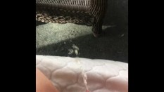 Masturbation videos