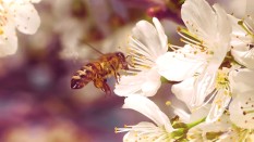 Beesexual