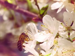 ALICIA BEE DEFLOWERS ALL GIRLS PJ PARTY WITH STRAP ON STING