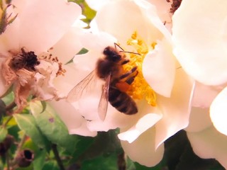 COMO FAZER UMA FLOR CUM EM 3 SEGUNDOS