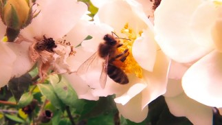 SAVE THE BEES
