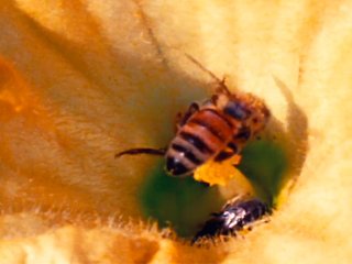 pollination, gangbang, bukkake, flowers