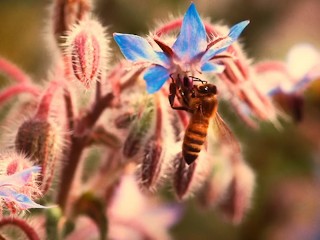 MATURE NATURAL GETS PLOWED BY WORKER BEE