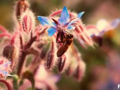 MATURE NATURAL GETS PLOWED BY WORKER BEE