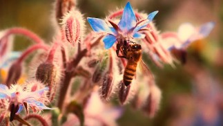 MATURE NATURAL GETS PLOWED BY WORKER BEE