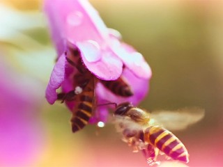Male Flower Gets Pistil Pumped by Dirty Voyeur