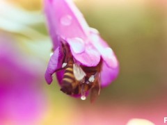 Male flower gets pistil pumped by dirty voyeur