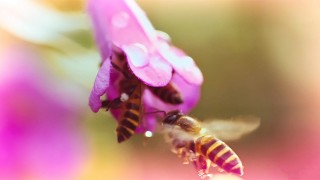 Beesexual Kira Noir Männliche Blume Bekommt Stempel Von Schmutzigem Voyeur Gepumpt
