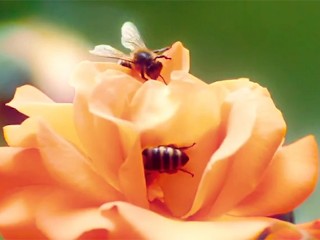 Married Couple’s first Bee some