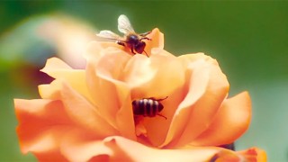 Beesexual 부부의 첫 번째 꿀벌 약간