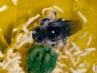 На пыльцевого сквирта совершает набег экзотический исследователь