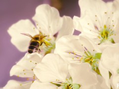 Trans bee pops shy cherry blossom