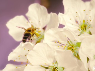 Trans Bee Pops Tímida Flor De Cerezo