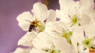 The Shy Cherry Blossom Is Popped By A Trans Bee
