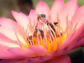Twenty Dicked Flower Hosts Massive Orgy