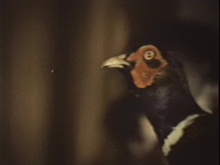 Passionate Sex With Best Friend's Wife