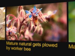 Pornhub Cares Presents: Beesexual