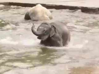 просто видео о том, как какие-то слонята проходят через