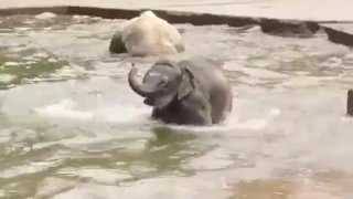 그냥 지나가는 아기 코끼리에 대한 비디오