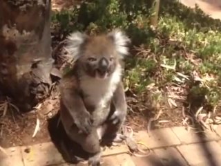 very sad, koala, pov, outside