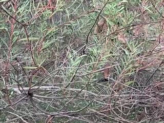 Australian Nude_Hiking Swimming and Sex Story