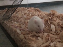 I offer my cute chunky fluff to the community