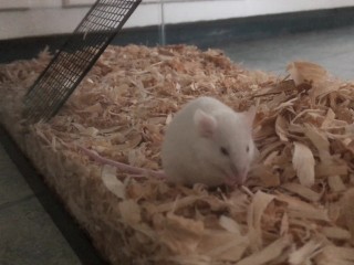 I Offer my Cute Chunky Fluff to the Community