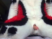 Husky Fursuit Cumshot - Pornhub Gay
