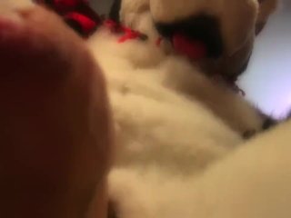 Husky Fursuit Cumshot