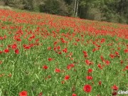 Preview 1 of La primavera la sangre altera (Masturbandome entre amapolas)