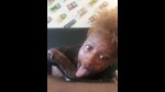 Playlist Thumb 222601571-1
