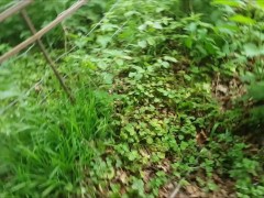 Quick Fuck Stop While Walking the Dog