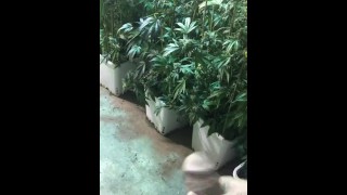 Pau macio acariciando em uma sala de cultivo. 