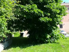 Video Public masturbation: the trees next to the park!