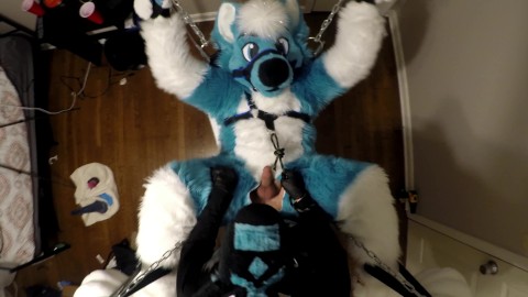 Subby Husky Murrsuiter Gets Pegged