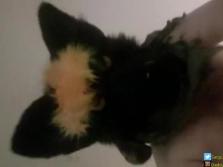 [ Short Clip ] Daddy Jackal sits on your face, wanting that tongue fucks