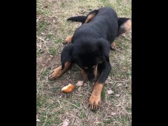 Feeding a hungry stray doggo