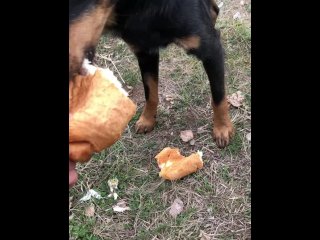 Feeding a hungry stray doggo