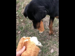 Alimentando Um Cão Faminto