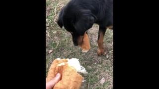 Кормление голодной бездомной собаки
